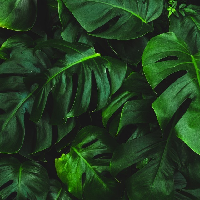 Des plantes, des conseils