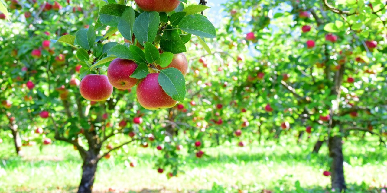 La Taille des Arbres Fruitiers : Conseils pratiques pour un jardin en pleine santé