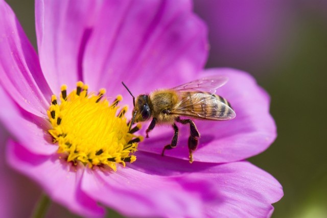 Les plantes mellifères pour nos amies les abeilles