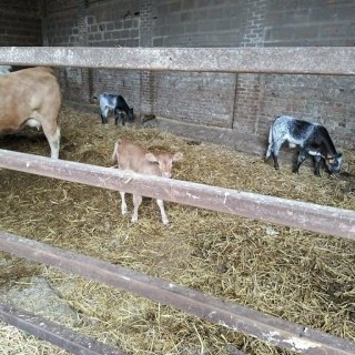 SLVIE 6 - Visite de la ferme Beun - 17/06/2026