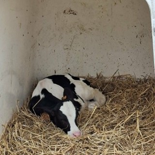 SLVIE 6 - Visite de la ferme Beun - 17/06/2026