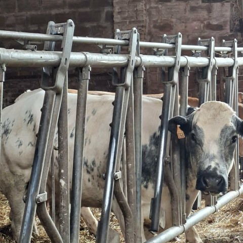 SLVIE 6 - Visite de la ferme Beun - 17/06/2026