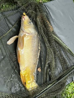 ETANG DE BALINGHEM - Journée du 29/06/2025