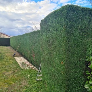 taille de haie
