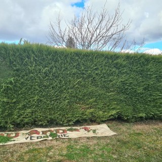 taille de haie