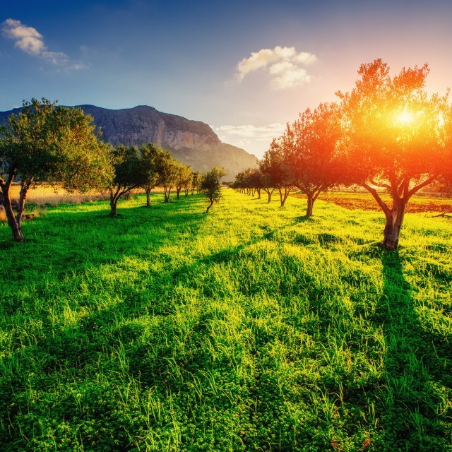 Entretien de vos extérieurs pour un jardin sur-mesure