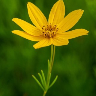 FLEURS