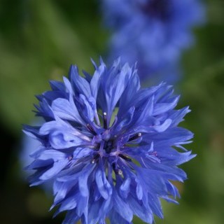 FLEURS