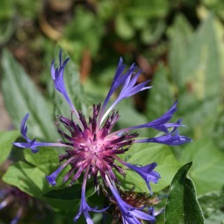FLEURS