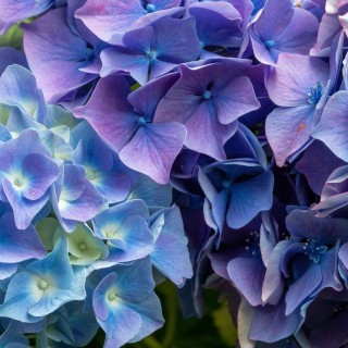 FLEURS