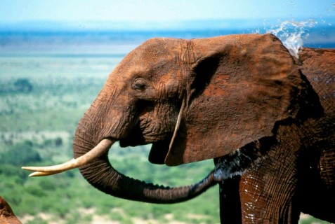 ANIMAUX