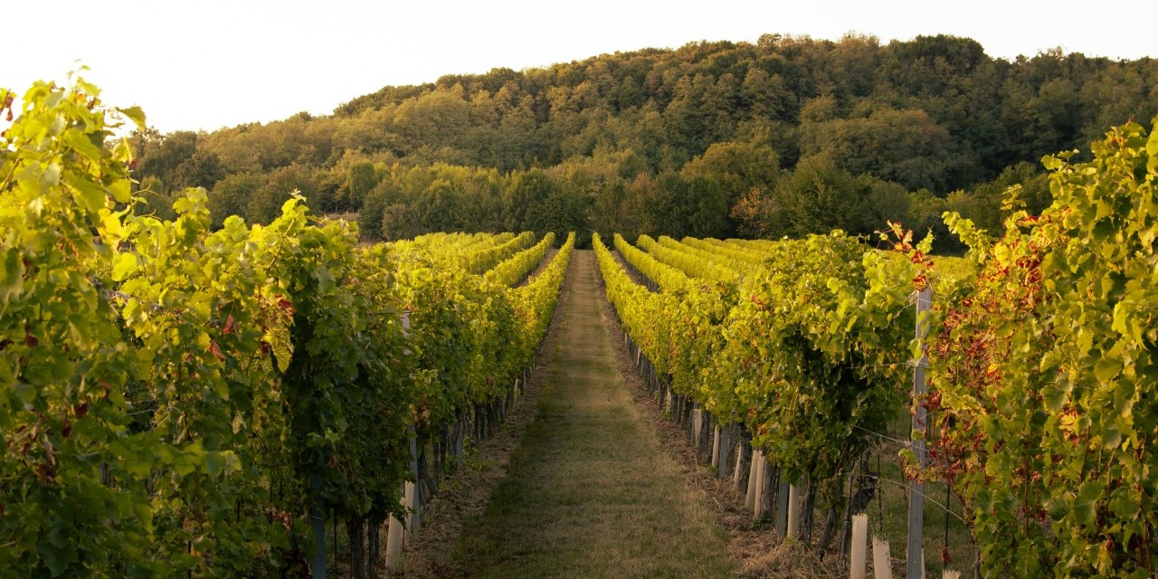HVE, Organic and Biodynamic: What Do Champagne Labels Really Mean?