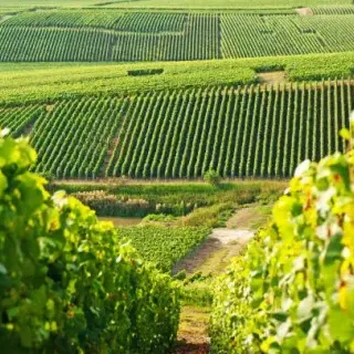 Discovery of Champagne