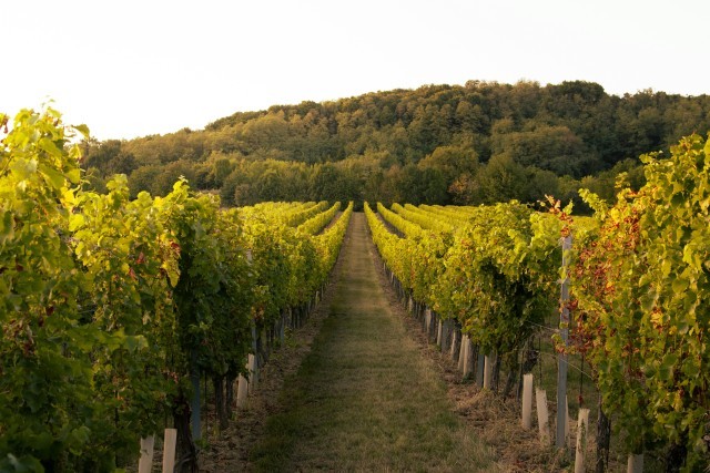 HVE, Organic and Biodynamic: What Do Champagne Labels Really Mean?