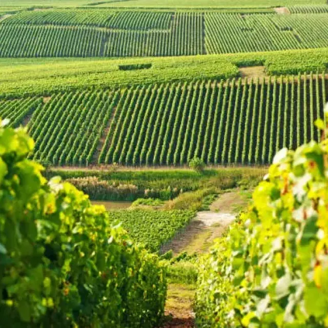 Discovery of Champagne