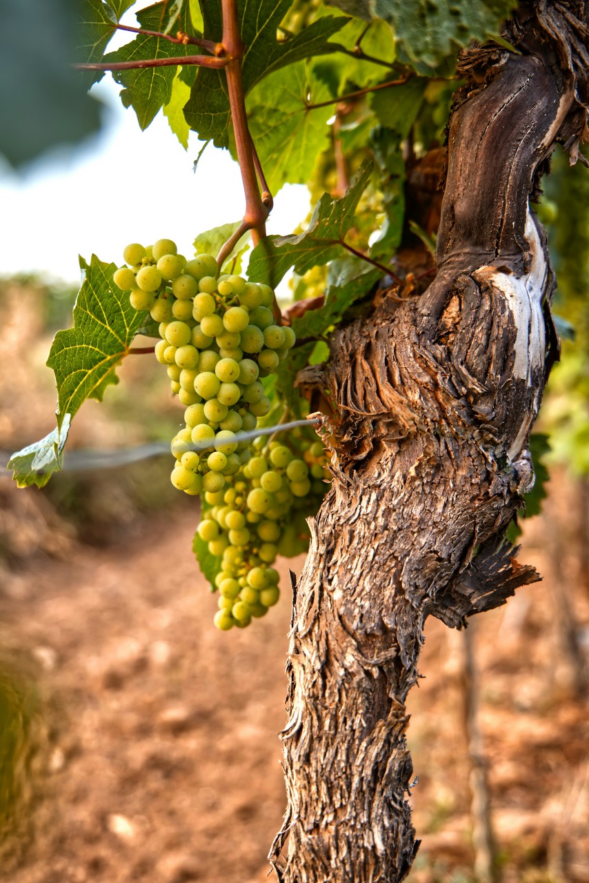 A bunch of grapes growing on a vine