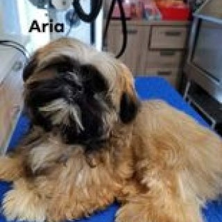 Aria maman de couleur dorée /blanche au masque noir