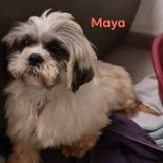 Maya maman tris color très clair