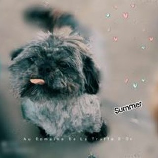 summer (adulte) grise porteuse de dilution chocolat