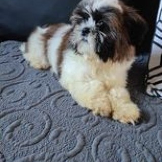 kinder (futur papa) tris color porteur de dilution chocolat