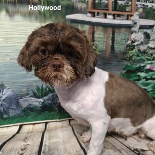 hollywood, maman chocolat et blanche