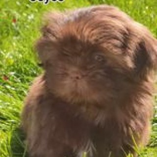 joyce quand elle était bébé (couleur chocolat)