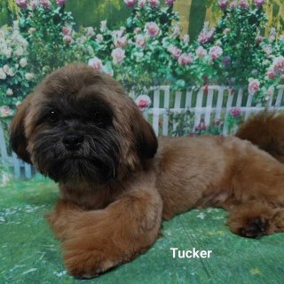 tucker, un des papas