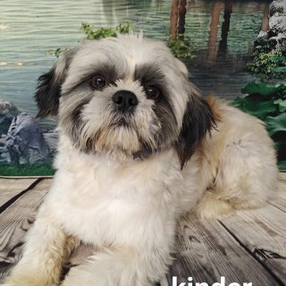 kinder, un des papas (voir photo quand il était bébé, il était plus foncé)